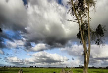 开元棋牌能下载吗？